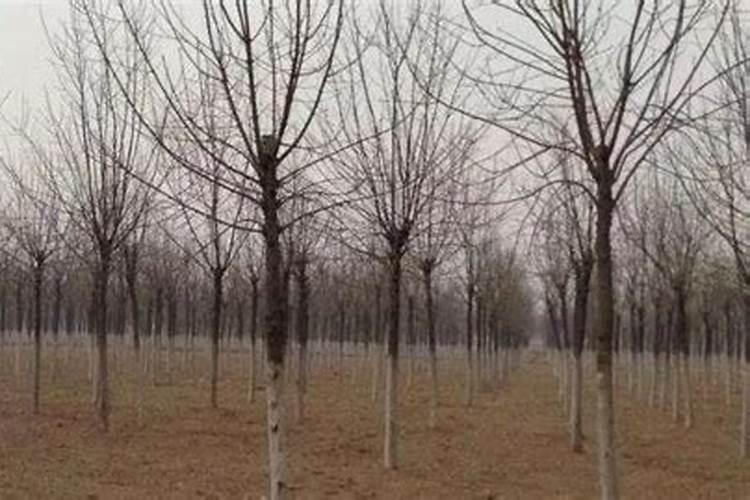 苹果树树势弱,有黄叶,秋施肥料用啥肥和适？