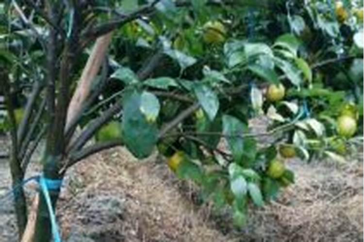 葡萄树树势较弱怎么追肥保养效果好