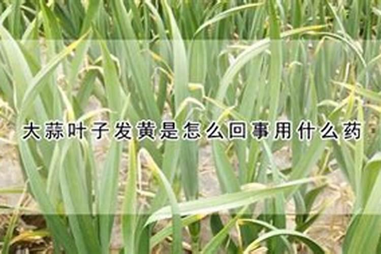 很多人忽视大蒜缺素症,大蒜缺素症的症状是什么？