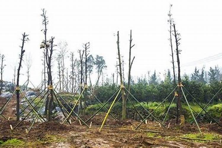 请问老师:预防秧苗立枯病与青枯病用什么药？还需要预防别的病吗？百...