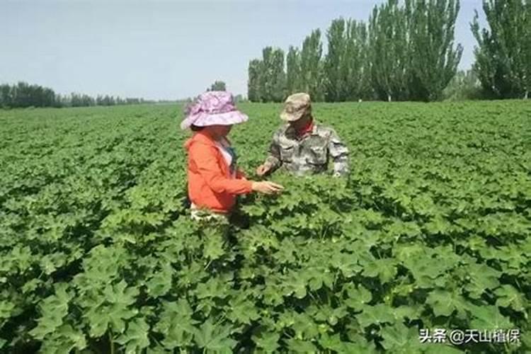 棉花什么时候施用的钾肥最好？