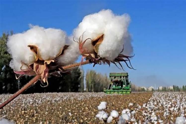 棉花底肥使用不足的追肥建议和高产方法