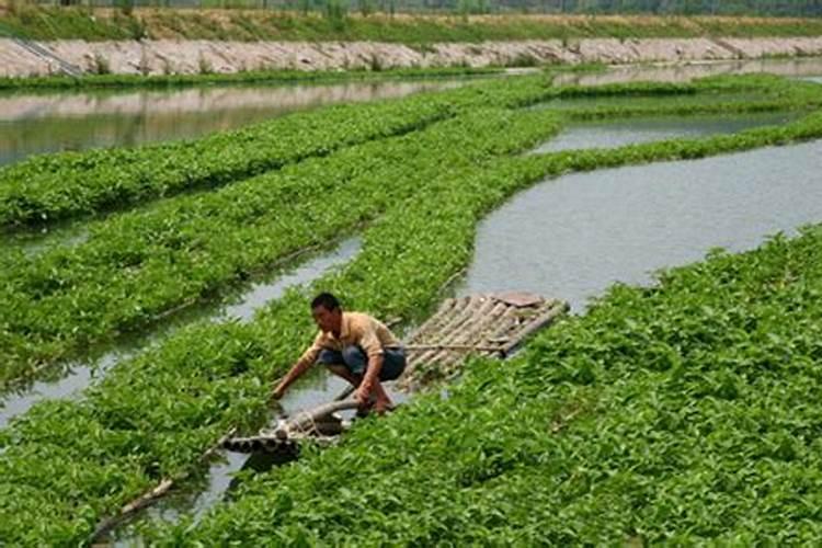 花椒树几月份施肥最佳 花椒树可以几月份施肥