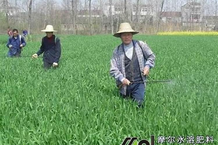 如何辨别水溶肥料的好坏