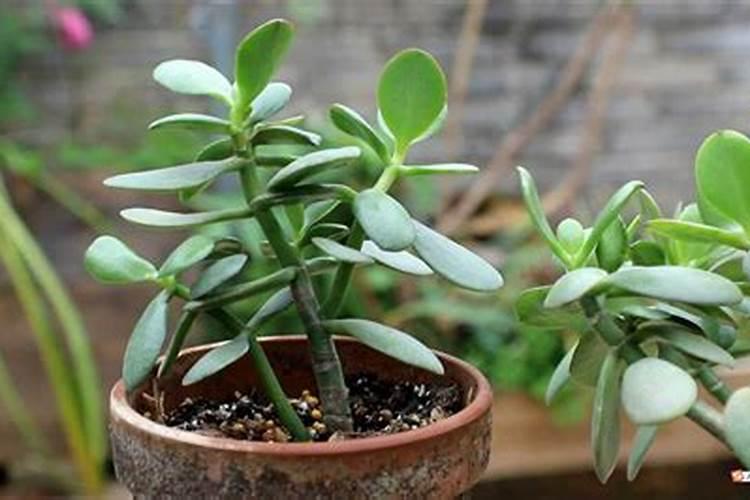 阳光玫瑰小苗的幼苗期可以用大量元素水溶肥吗？