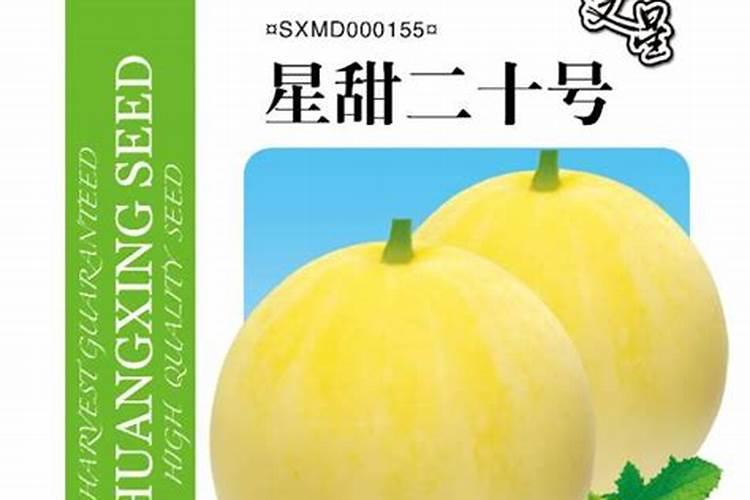 甜瓜打什么叶面肥最好？甜瓜施肥时间及方法？