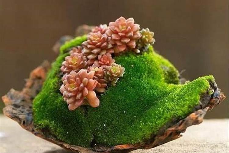 养青苔用什么肥料