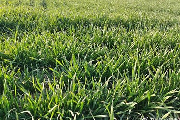 芸苔素内酯在小麦生长期用几次？看完这篇文章你就一目了然了!