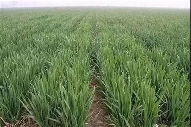 小麦用什么肥料好