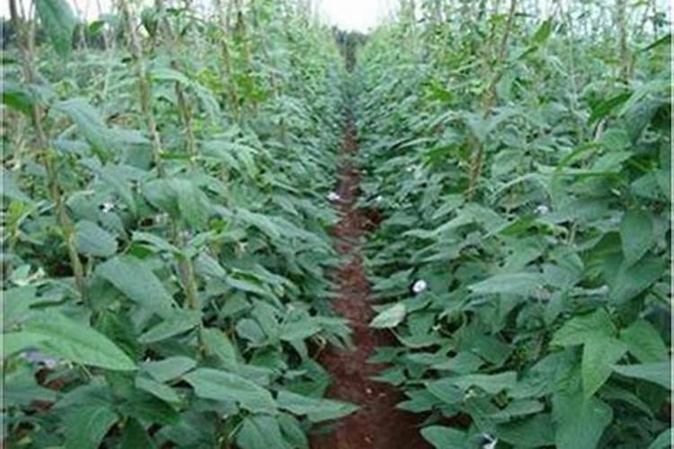 想要大棚的豇豆顺利越冬,管理技巧要掌握哪些呢？