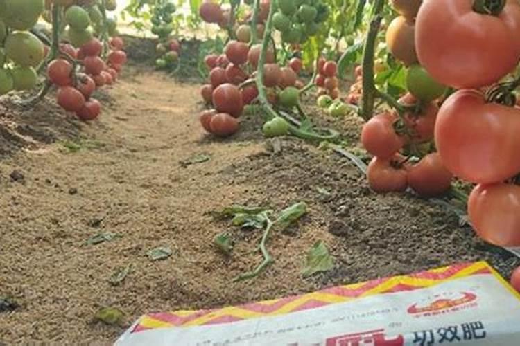 高产番茄对肥料有哪些需求,怎样施肥