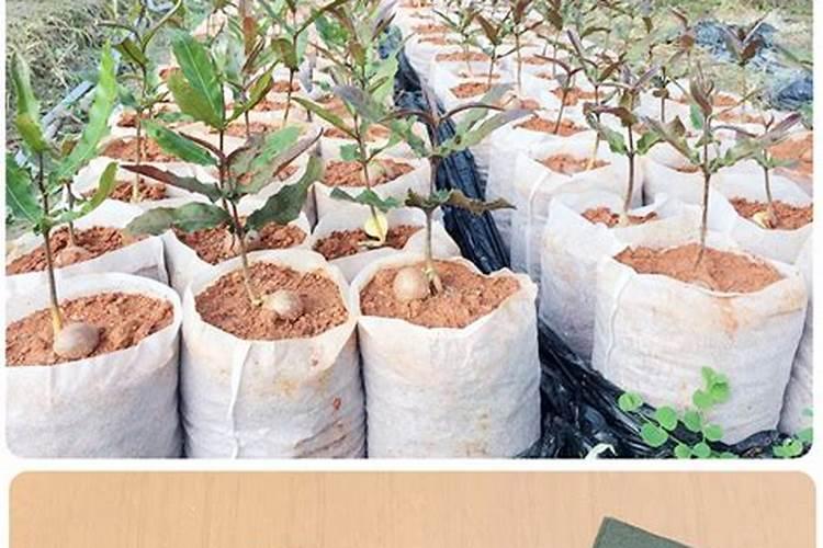 怎样定植葡萄营养袋苗