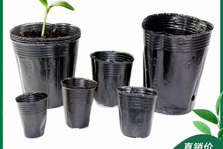 易门姜饼瓜栽培要点