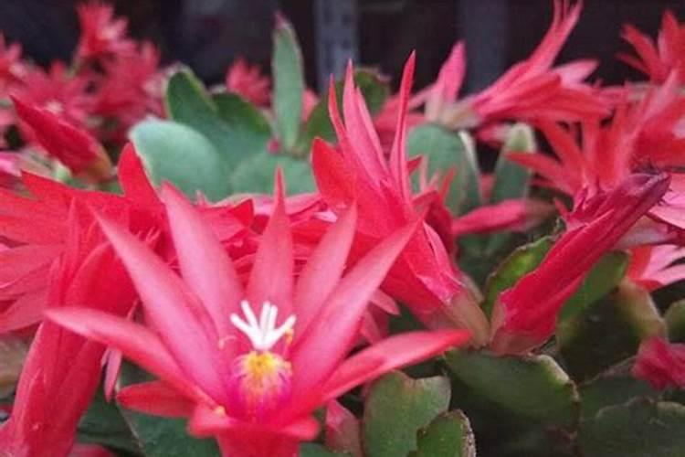 孕妇可以吃双鹤药业的乳酸钙咀嚼片吗？