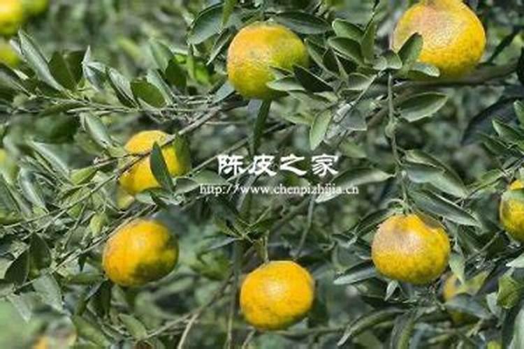 陈皮柑的种植技术与管理方法