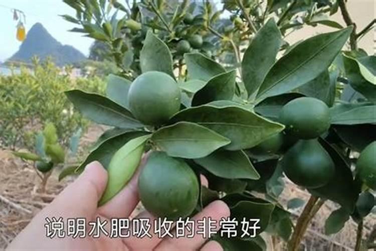 盆栽橘子树叶子发黄是怎么回事