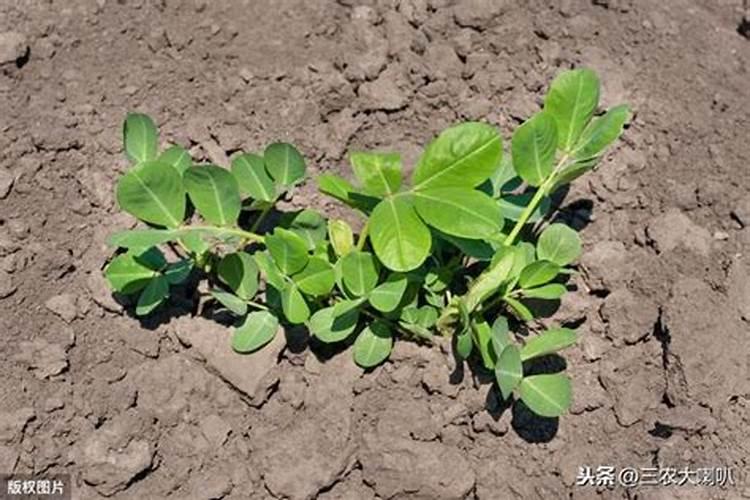 花生怎样施肥能高产？什么时候施最好？施什...