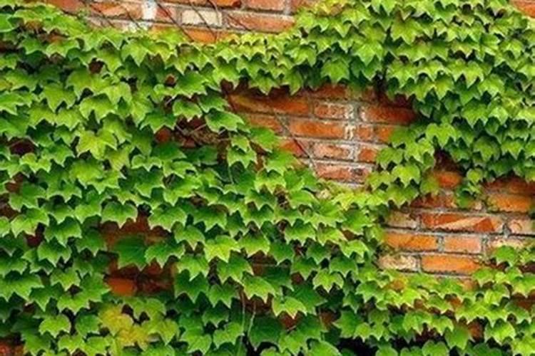 爬山虎的施肥方法什么肥料好？