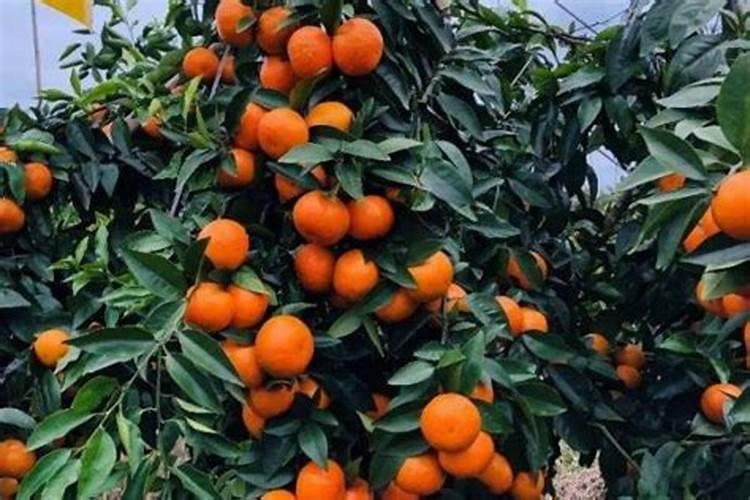 沃柑全年施肥时间表