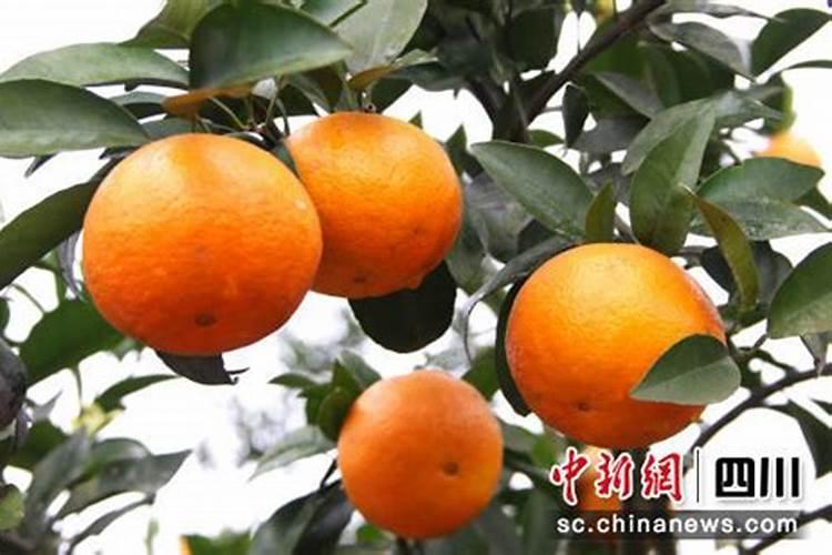 沃柑全年施肥时间表 介绍沃柑及施肥的方法