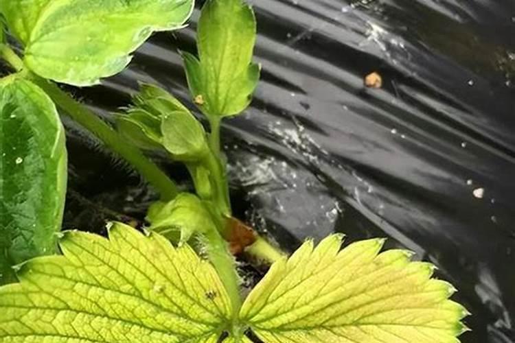 叶子发黄缺什么肥