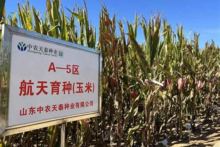 玉米开花结果时需要施什么肥