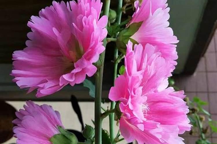 芙蓉花花期可以施肥吗 怎么施肥