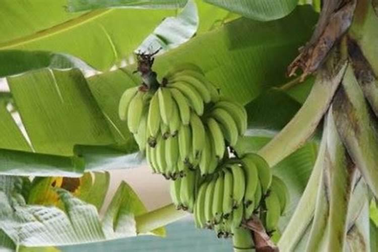 香蕉长果时下什么肥料合适