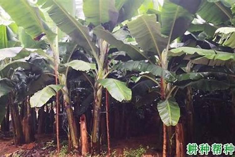 香蕉树的种植方法