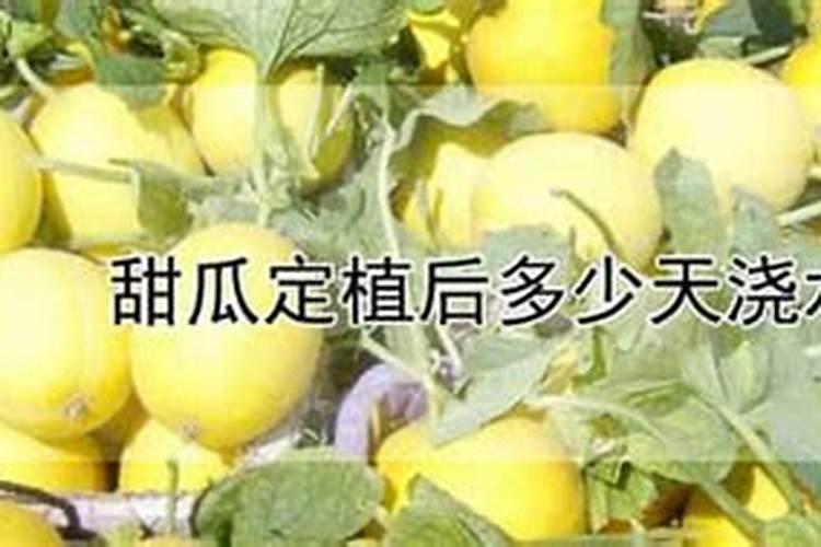 葡萄苗果皮为什么会有黑点(三)