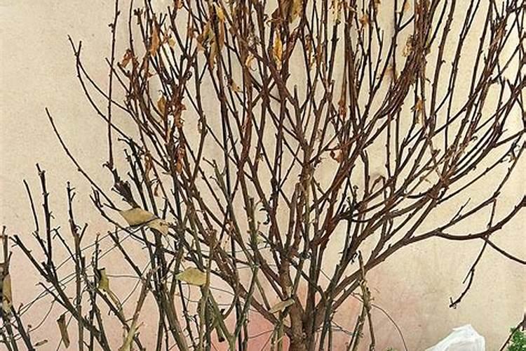 温度低园林中的植物可喷施磷酸二氢钾吗？