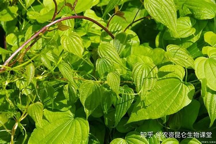 追肥是为了满足山药营养需求,种植山药如何追肥？