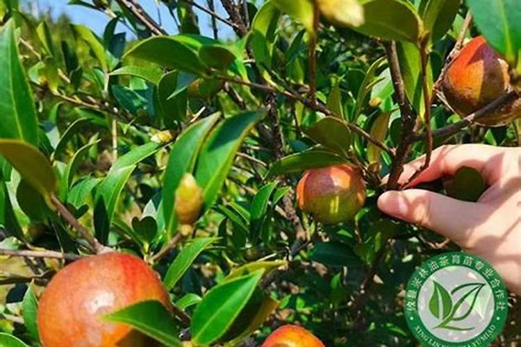 种油茶树怎样施肥？