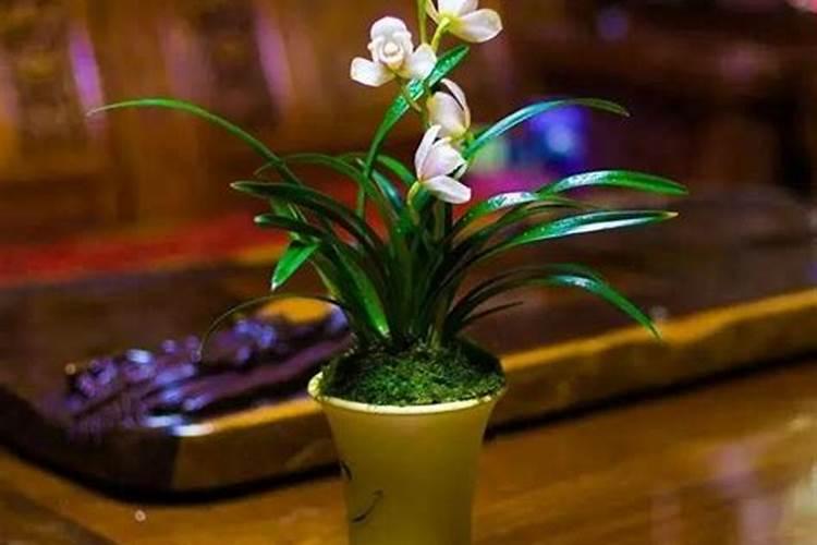 刚上盆的兰花多久施肥