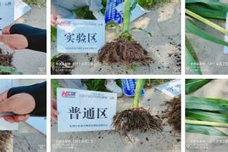 玉米追什么化肥好