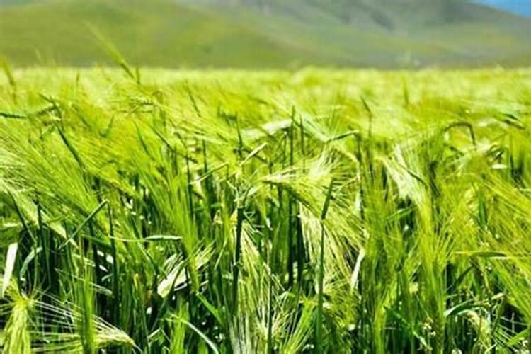 秋收后苹果树需要做好怎样的管理？