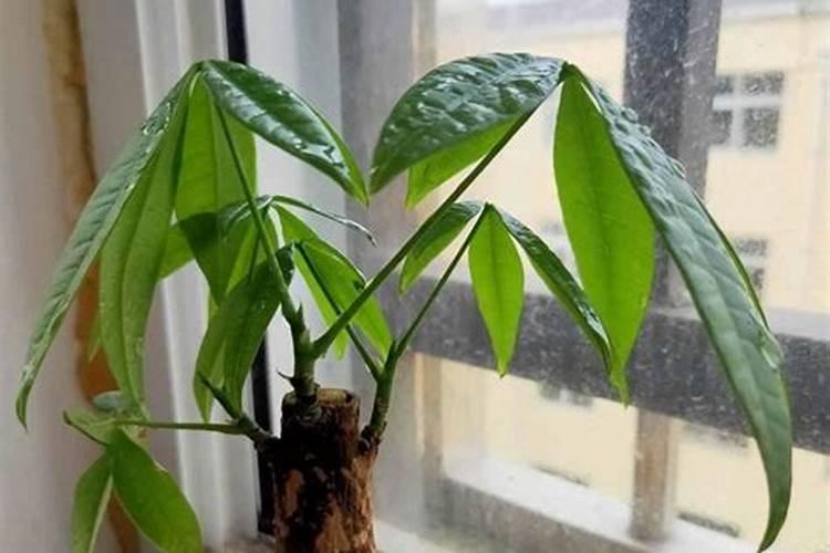 什么时候打农药的月份