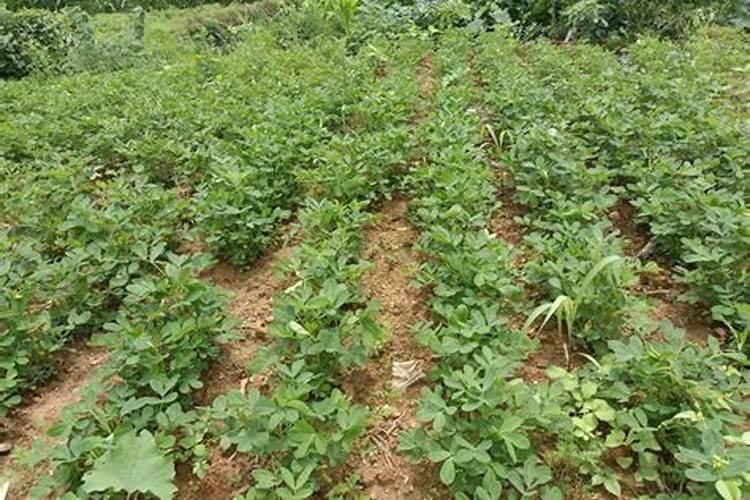 花生底肥的最佳配方