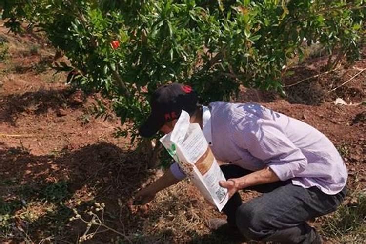 硫酸钾复合肥种小麦好吗