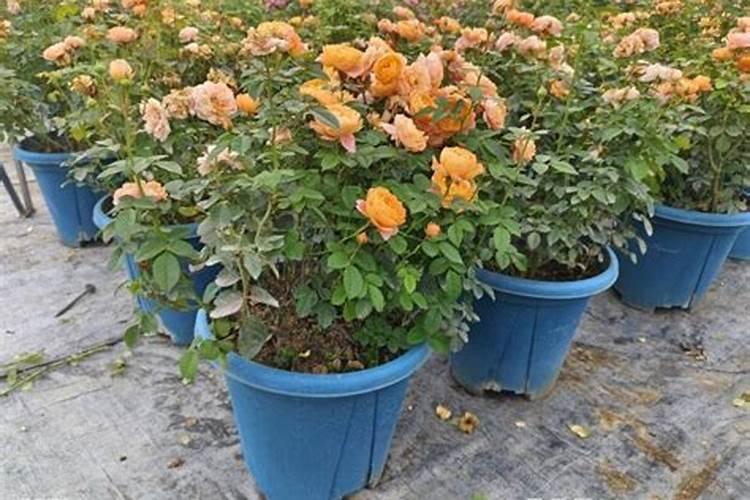 月季夏季施肥时间和方法