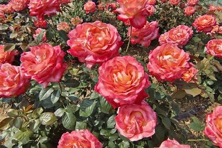 月季花怎么施肥