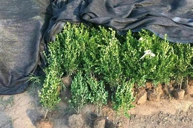 小叶黄杨需要什么肥