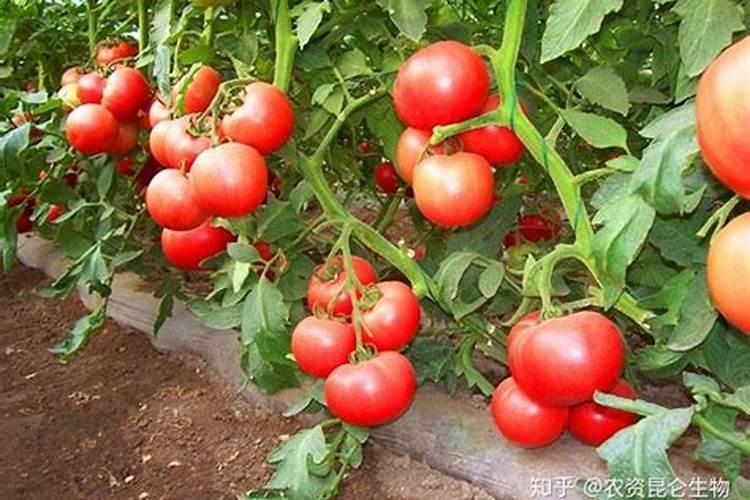 韮菜棚种植方法 韭菜养根需要多施肥