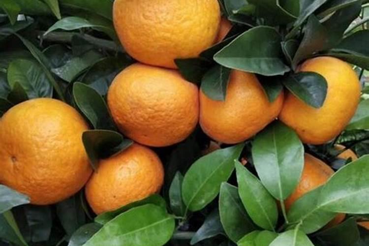 沃柑花期如何施肥保花保果？