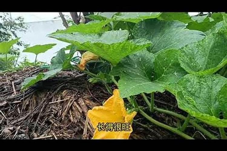 南瓜该怎么种植