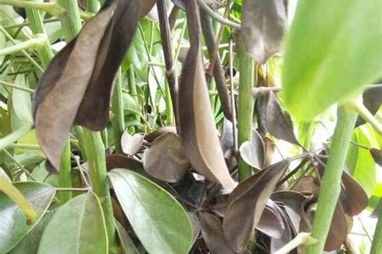 花叶喷什么又绿又亮