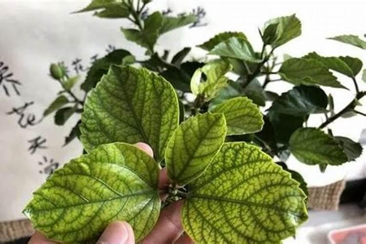 花叶喷什么又绿又亮