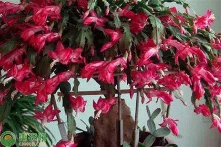 蟹爪兰上什么肥料最好正准备开花