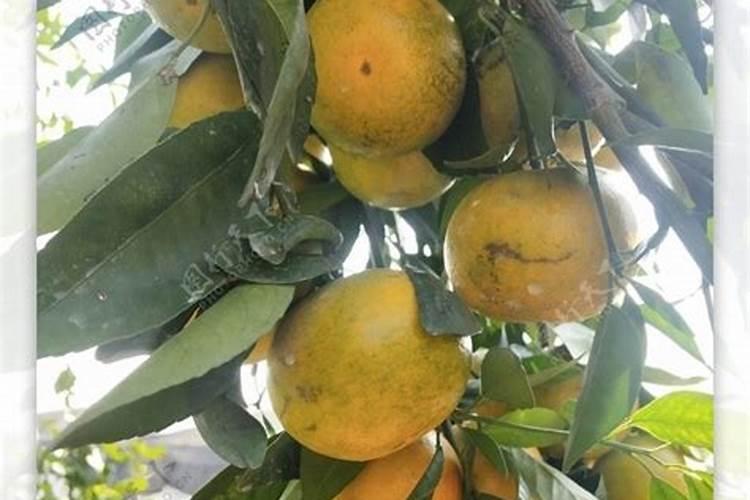 沃柑很多僵果的原因及预防措施