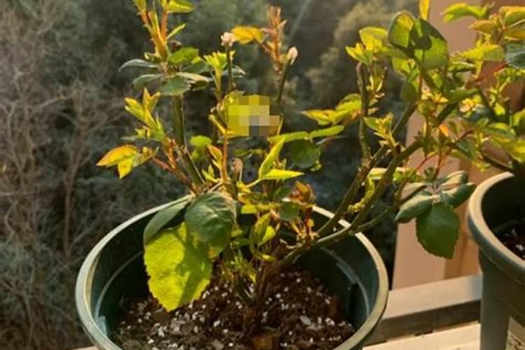 植物开花最需要什么元素？